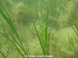 Seagrass Bed of Zostera marina, covered by filamentous algae by Paula Canal Vergés 